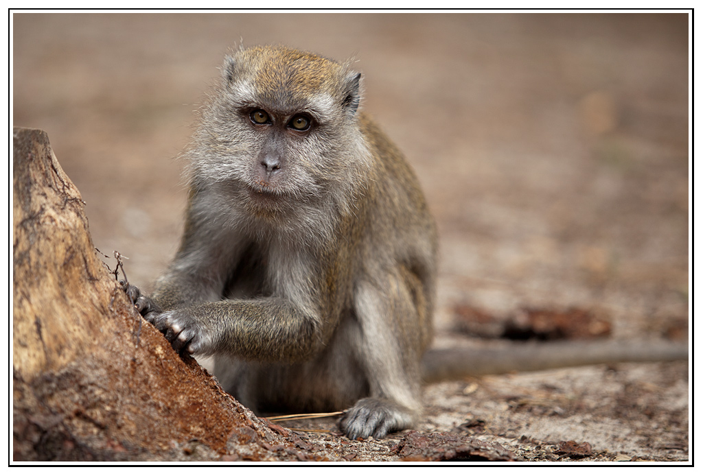 macaque (6).jpg - Ben oui, je gratte